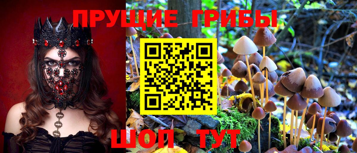 Псилоцибиновые грибы Psilocybe  Ханты-Мансийск 